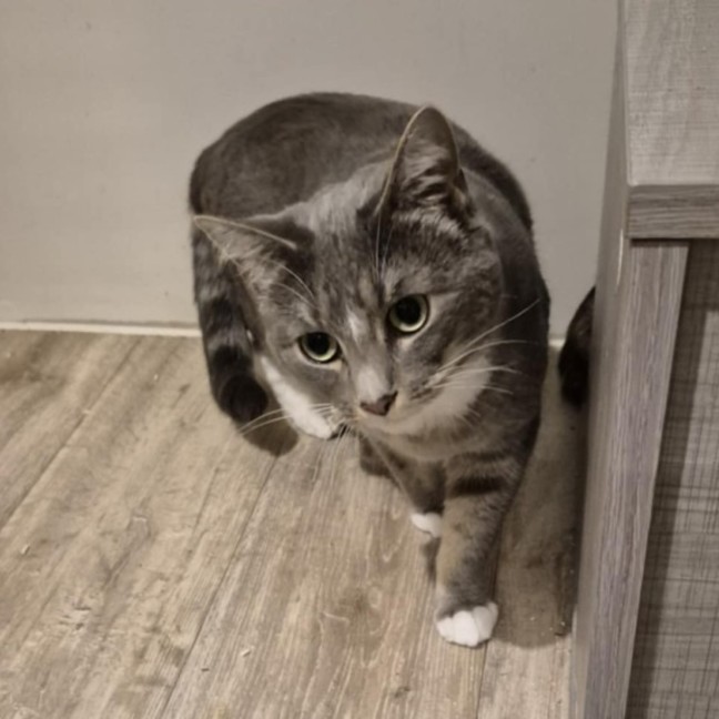 Photo of Eva **2nd Chance Cat Rescue**