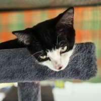 Photo of Pepito ** 2nd Chance Cat Rescue **