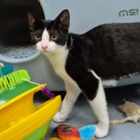 Photo of Penny ** 2nd Chance Cat Rescue **