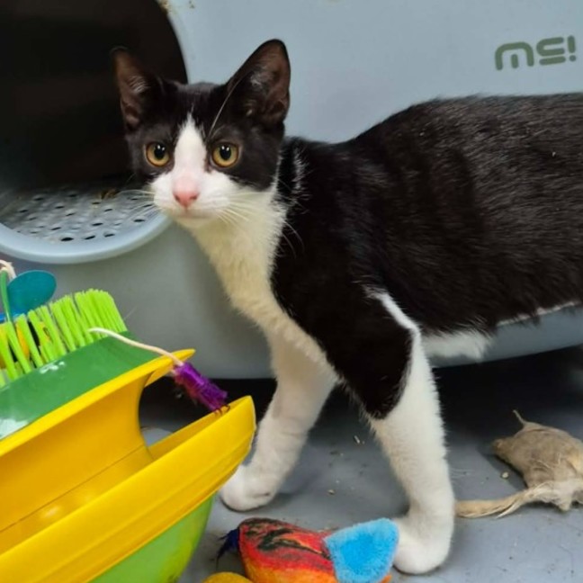 Photo of Penny ** 2nd Chance Cat Rescue **