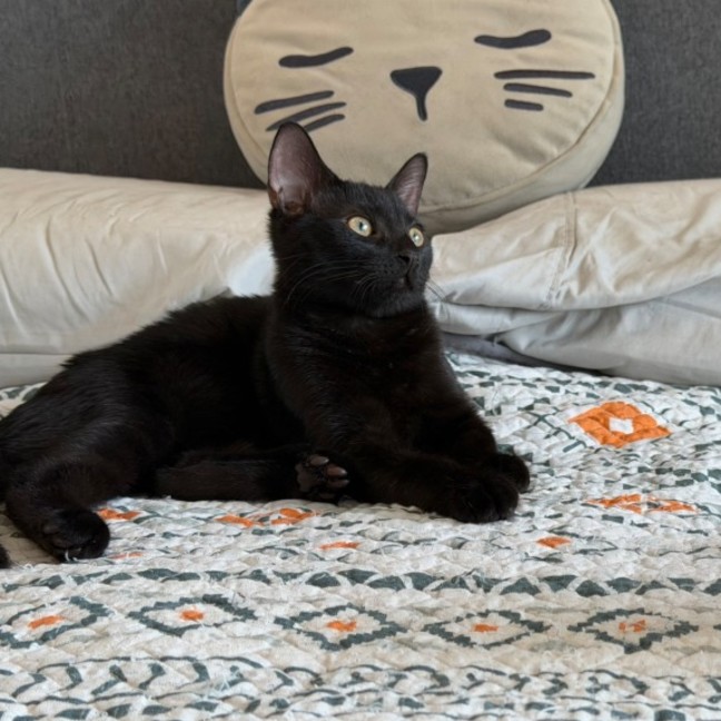 Photo of Berlioz