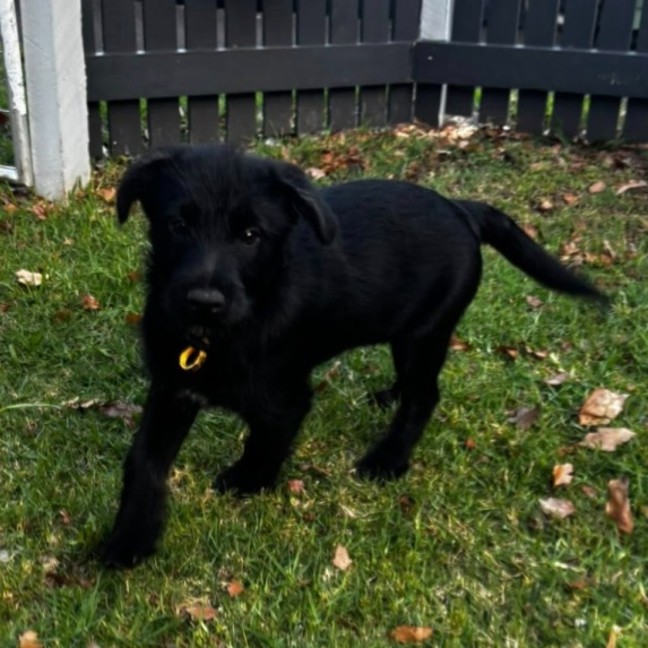 Photo of Oak