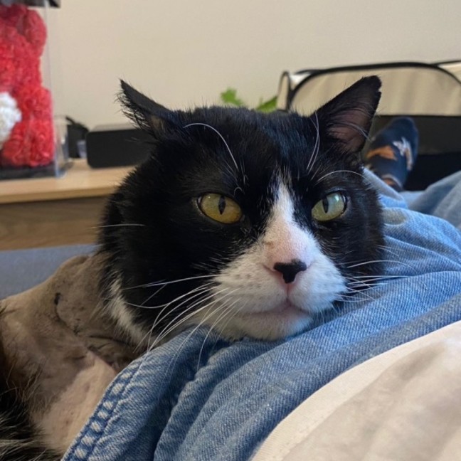 Photo of Pickles