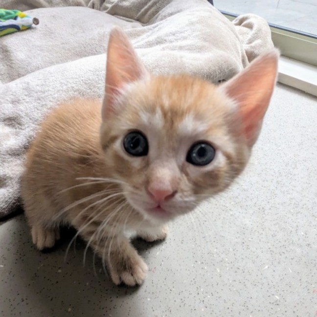 Photo of C1392 Colby