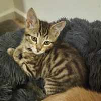 Photo of Killy ** 2nd Chance Cat Rescue **