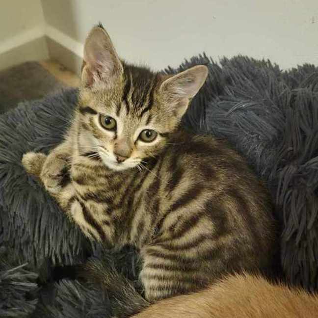 Photo of Killy ** 2nd Chance Cat Rescue **