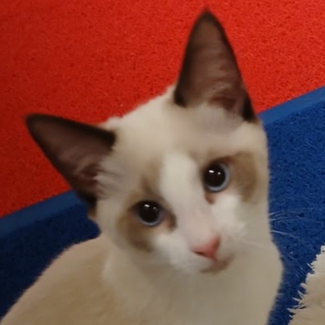 Photo of Possum
