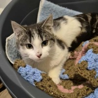 Photo of Rafael Nadal **2nd Chance Cat Rescue**