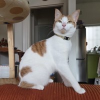 Photo of Lua 