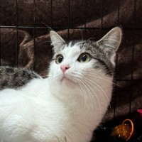 Photo of Prince**2nd Chance Cat Rescue**