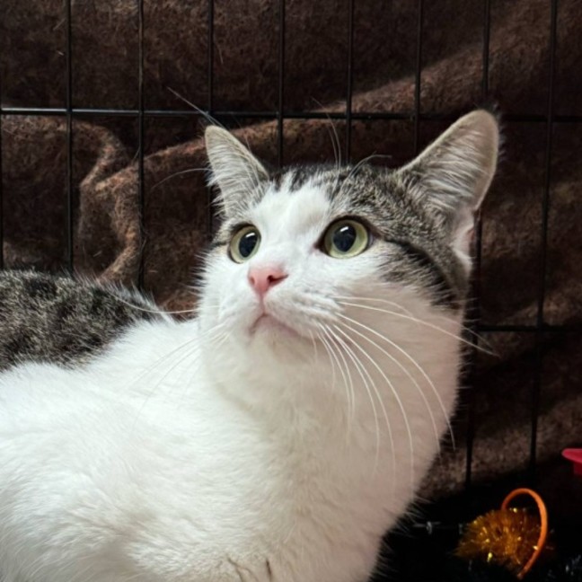 Photo of Prince**2nd Chance Cat Rescue**