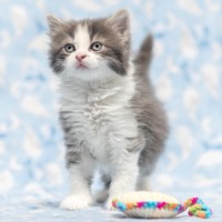 Photo of Millia London ** 2nd Chance Cat Rescue**