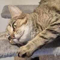 Photo of Agatha ** 2nd Chance Cat Rescue **