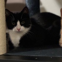 Photo of Blanc **2nd Chance Cat Rescue**