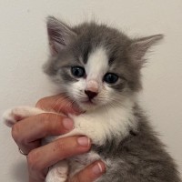 Photo of C1445 Sophia