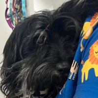 Photo of Scrappy