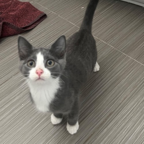 L.A.S.E.R. - Domestic Short Hair (DSH) Cat