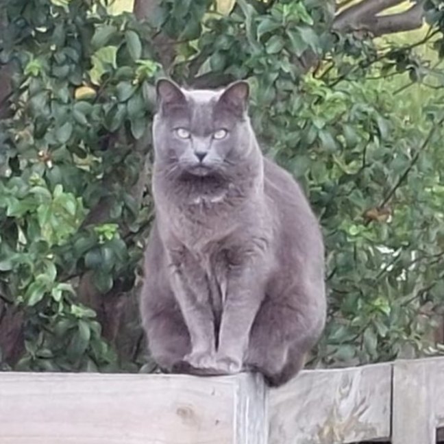 Photo of Charlie   Urgent   Foster Home Needed