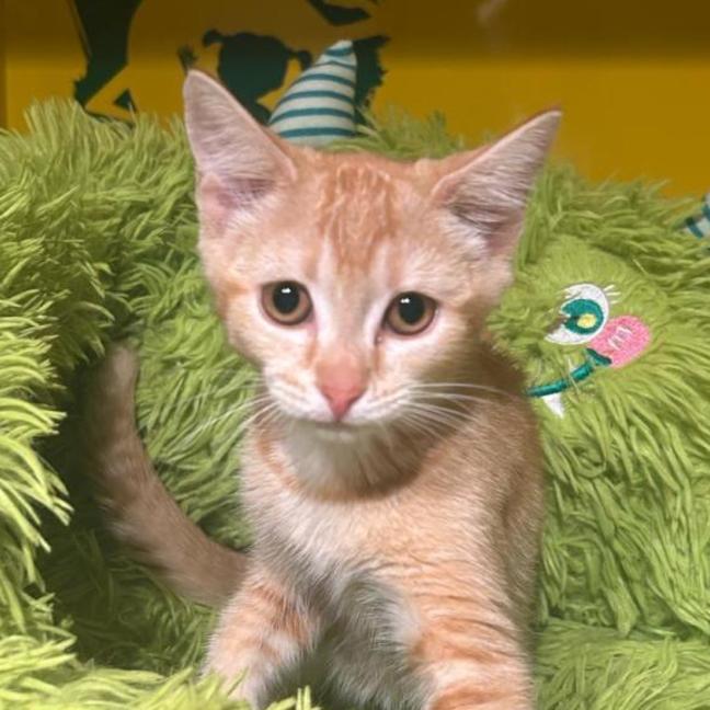 Photo of Barney