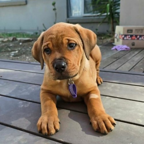 Cookie  - Australian Kelpie Dog