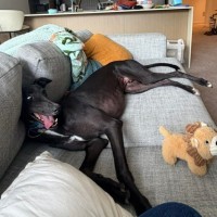 Photo of Frankie, The Greyhound 