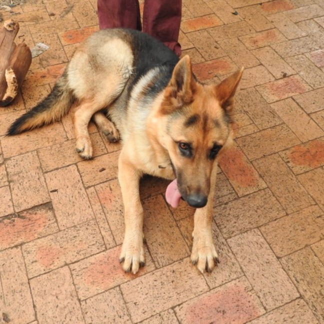 Photo of Odin