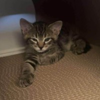 Photo of Chase
