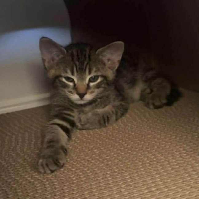 Photo of Chase