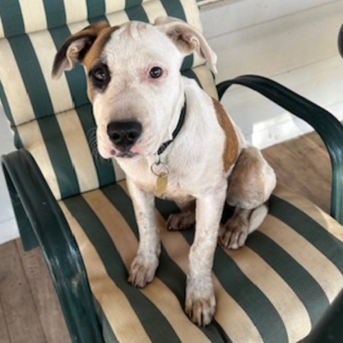 Chai Latte - Bull Arab Dog