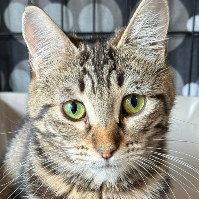 Photo of 🐭 Frankie🐭 