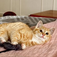 Photo of Skye