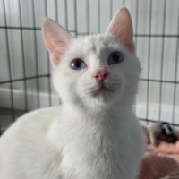 Photo of Pippi