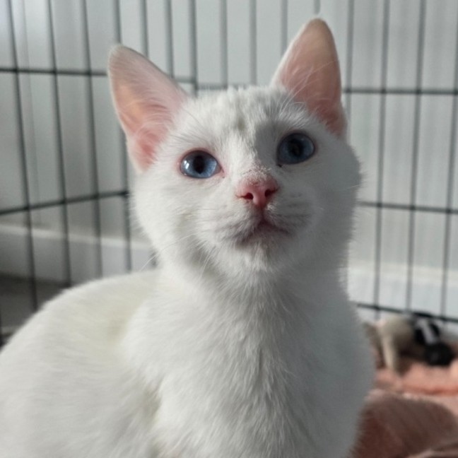 Photo of Pippi