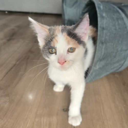 Amelia - Domestic Short Hair (DSH) Cat