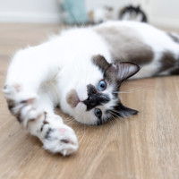 Photo of Mochi