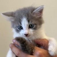 Photo of C1445 Sophia