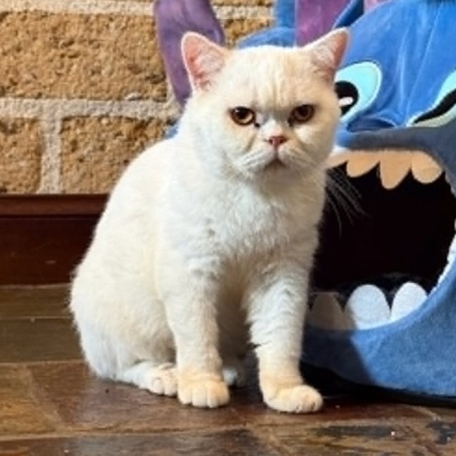 Photo of Doraemon 