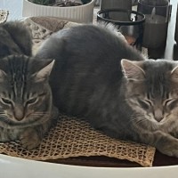 Photo of Phineas & Foxy