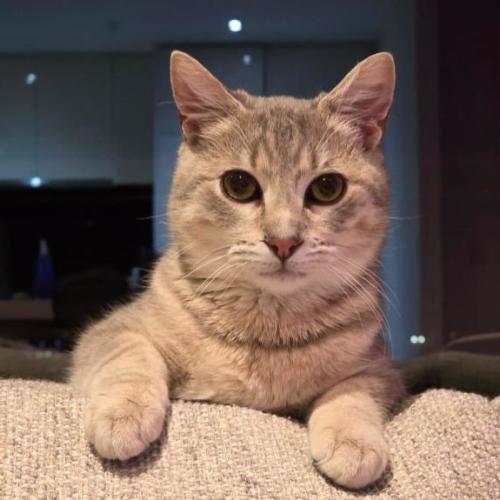 Romeo  - Domestic Short Hair (DSH) Cat