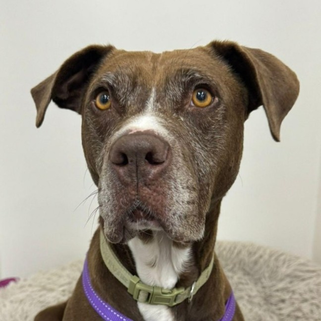 Photo of 🥓 Eazy 6370 🥓