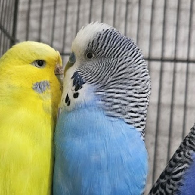 Photo of Robeak Trujillo