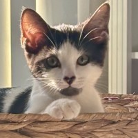 Photo of Alice 🧚🏻‍♂️🐱