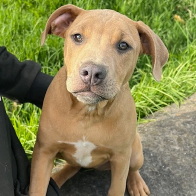 Photo of Shavina Dara