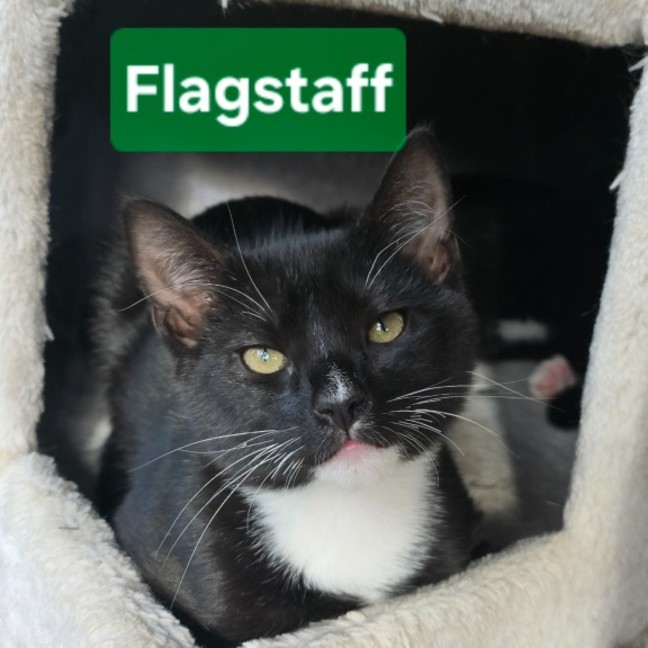 Photo of Flaggie