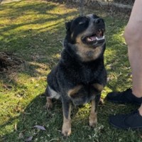 Photo of Shadow (67859)