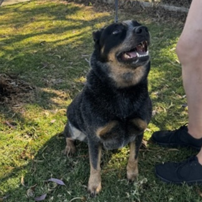 Photo of Shadow (67859)