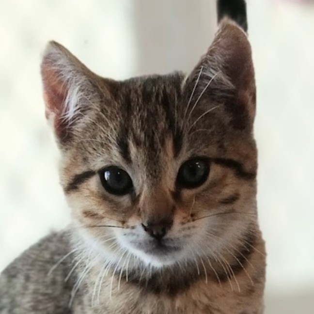 Photo of Theo
