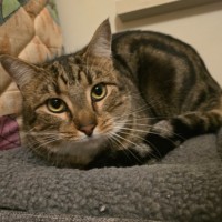 Photo of Maize & Sultana (Located Wantirna)