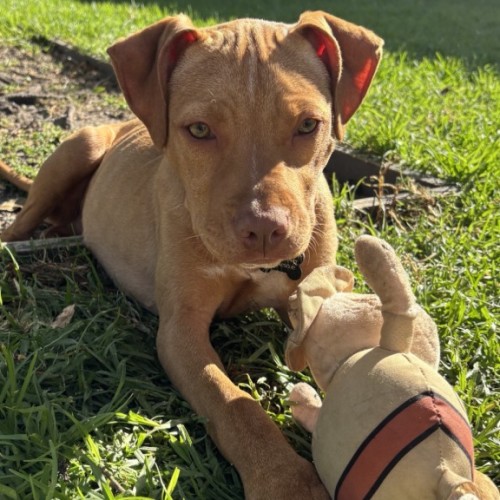 Ignatius - Staffordshire Bull Terrier Dog