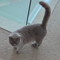 Photo of Pebbles